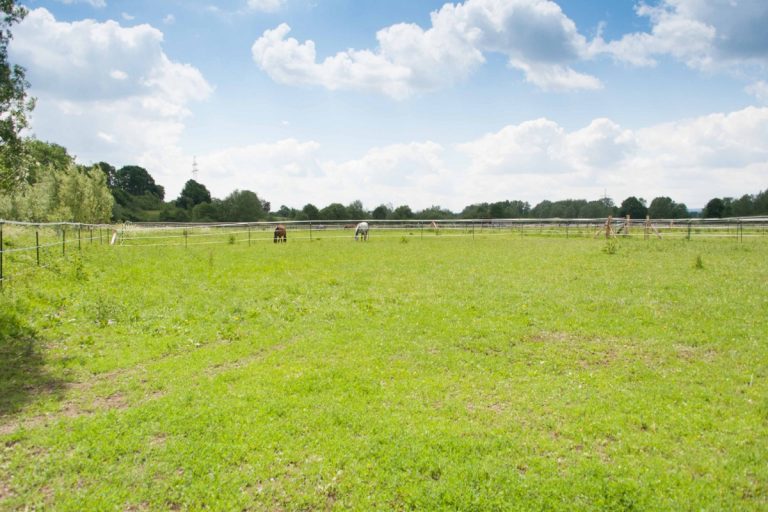 Pferde auf der Weide