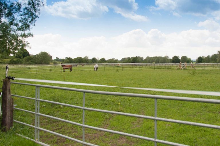 Pferde auf der Weide