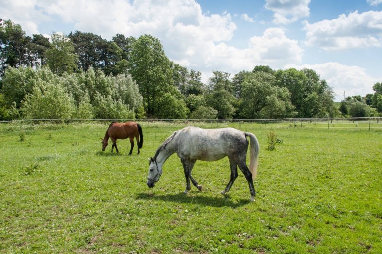 Pferde auf der Weide