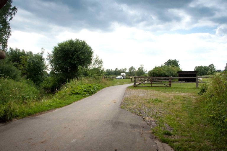 Pferde auf der Weide